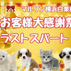 【 お知らせ 】大感謝祭ラストスパート！2023年最後の素敵な出会いをお手伝い！