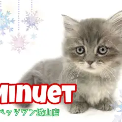 【 ミヌエット 】可愛すぎて目が離せない！よちよち歩きの愛されキャット