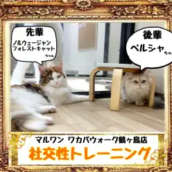 【 今日のワカバウォーク鶴ヶ島店 】ペルシャちゃん！社交性トレーニング