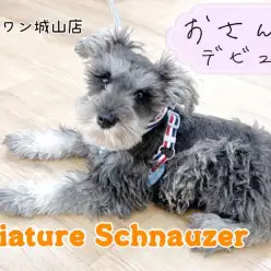 【 ミニチュア・シュナウザー 】2nd紹介いよいよシュナちゃんのお散歩デビュー！
