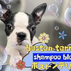 【 ボストンテリア 】初めてのトリミングデビューに密着の2ndブログ!