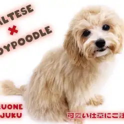 【 マルプー 】生後8ヶ月で3.1kg!トイレも完璧なアプリコットの最強MIX!