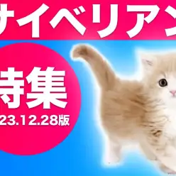 【 サイベリアン特集 】12/28現在在店中の全店舗の低アレルゲンCATをご紹介
