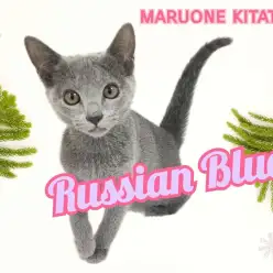 【 ロシアンブルー 】ハマってみる？シャイだけど甘えん坊な奥深美猫ちゃん