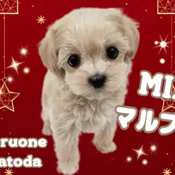 【 MIXマルプー 】人が大好き！フレンドリーなぬいぐるみわんこ登場