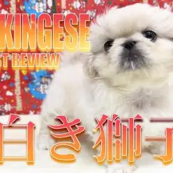 【 ペキニーズ 】ぺちゃんこフェイスのおっとりベイビー！リアルお餅ペキニーズちゃん！