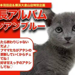 【 ロシアンブルー 】元気印満点の美女！ロシちゃんの成長アルバム