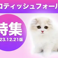 【 スコティッシュフォールド特集 】12/21現在在店中の全店舗の垂れ耳ニャンコ