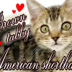 【 アメリカンショートヘア 】魅力溢れる王道にゃんこ！