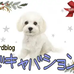 【 MIX 】3rdブログ  ビキャバション こんなに愛らしく成長しています。