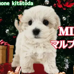 【 MIXマルプー 】天性のアイドル！愛嬌たっぷり愛されわんこ降臨