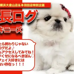 【 ぺきぽんの成長アルバム 】ぺちゃんこフェイスが愛らしいペキニーズちゃんの成長日記