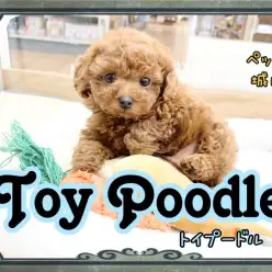 【 トイプードル 】 1年間探し続けた激カワ極上プードル！