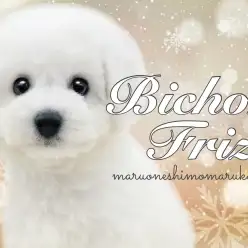 【 ビションフリーゼ 】ふわふわ毛量に、可愛さの黄金比を持ち合わせた逸材現る！