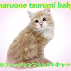 【 ノルウェージャン・フォレストキャット 】美しいクリームタビーの男の子登場！