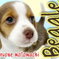 【 ビーグル 】愛嬌抜群！小さなハウンドドックは今日も可愛い！！