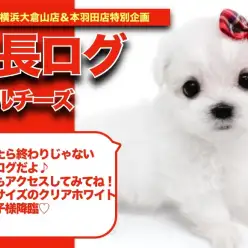 【 おまるちゃんの成長アルバム 】小さめサイズの純白王子様！おマルちゃんの成長記！