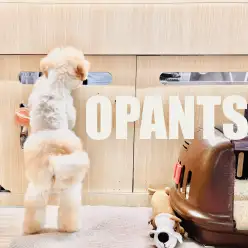 【 MIX 】おぱんつちゃんの愛称で可愛がられているビションプーちゃんの1日に密着！