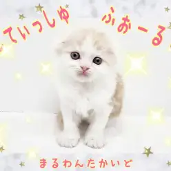 【 スコティッシュフォールド 】理想の可愛さ！カフェオレカラーの大福フェイス！