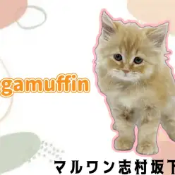 【 ラガマフィン 】イケメンな甘えん坊猫登場！レッドタビーの男の子が仲間入り♪