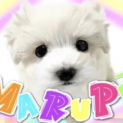 【 MIX 】マルチーズとトイプードルの可愛すぎるMIXわんこ！