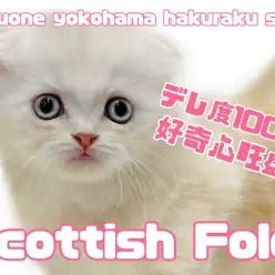 【 スコティッシュフォールド 】好奇心旺盛！デレ度100%のまん丸スコにゃん