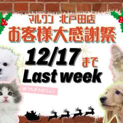 【 お知らせ 】お客様大感謝祭も残りわずか！運命感じる出会いが北戸田店に！