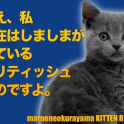 【 ブリティッシュショートヘア 】隠れタビーを探せ！じつは甘えん坊のギャップに萌えニャン