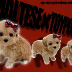 【 MIX 】あざとい動きに心奪われる！フレンドリーな性格のマルプーちゃん！