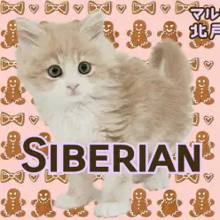 【 サイベリアン 】まん丸お目々に釘付け！超美形で人見知りゼロの男の子