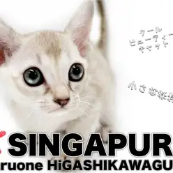 【 シンガプーラ 】東川口店久々登場！希少な小さな妖精シンガプーラ