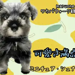 【 ミニチュア・シュナウザー 】 圧倒的可愛さ!甘えん坊さんのシュナちゃん!