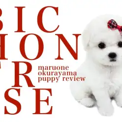 【 ビションフリーゼ 】驚きの毛量！涙やけのないきれいなお顔立ちのモコモコ男子！