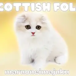 【 スコティッシュフォールド 】長毛・丸顔・クリームカラーの垂れ耳おっとりBOY