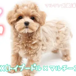 【 トイプードル×マルチーズMIX 】トイプードルとマルチーズの2倍の可愛さ