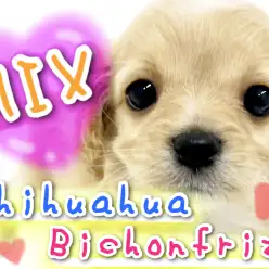 【 MIX 】珍しいMIX！チワワ×ビションのチワションが元町にやってきた！！