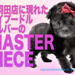 【 トイプードル  】美しさと可愛さ爆裂！シルバープードルのマスターピース！