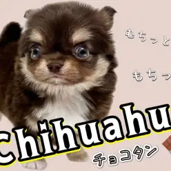 【 チワワ 】小さな身体には癒したっぷり!ムチっとボディのプレミアムチワワ!