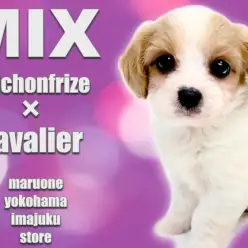 【 キャバション 】キャバリアとビションフリーゼの最強MIX犬が聖地に降臨!