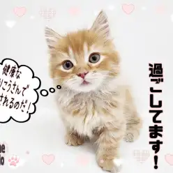 【 高井戸店ご利用ガイド 】ご成約からお迎え後の流れについてご説明いたします！