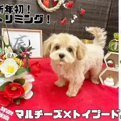 【 MIX犬 】トリマーさんも絶賛！超温厚なマルプーちゃんのトリミングに密着！