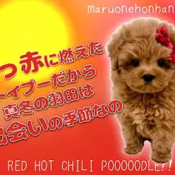 【 トイプードル 】あなたはミルク派？独り占めしちゃいたいストロベリートイプードル