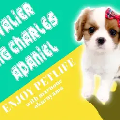 【 キャバリア 】生まれながらに平和を愛するブレンハイムの女の子！