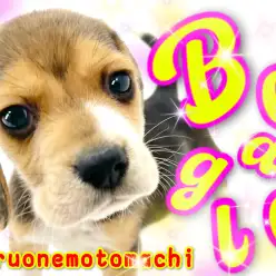 【 ビーグル 】ハウンド犬の人気者はちょっぴり困り顔ののんびりちゃん！