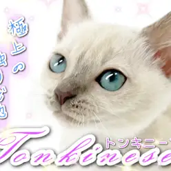 【 トンキニーズ 】極上の撫で心地！トントンが美しすぎる！！