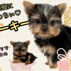 【 ヨークシャーテリア 】小さめ!手乗りサイズの激カワヨーキー登場!!