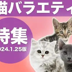【 猫バラエティ特集 】1/25現在在店中のバラエティ猫ちゃんをご紹介！