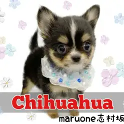 【 チワワ 】お顔も仕草もあざと可愛い王子様！完璧すぎるチワワ君がやってきた！