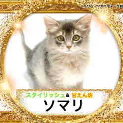 【 ソマリ 】こっちまで聞こえるゴロゴロ!甘え上手なソマリちゃん