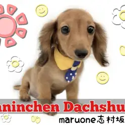 【 カニンヘンダックスフント 】希少カラーのダックス！ダッちゃんの魅力をご紹介！